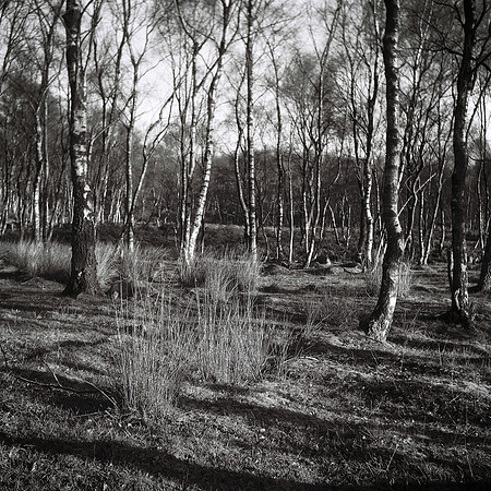 Tree Lines