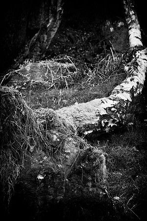 Dark Fallen