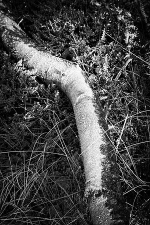 Frosted II