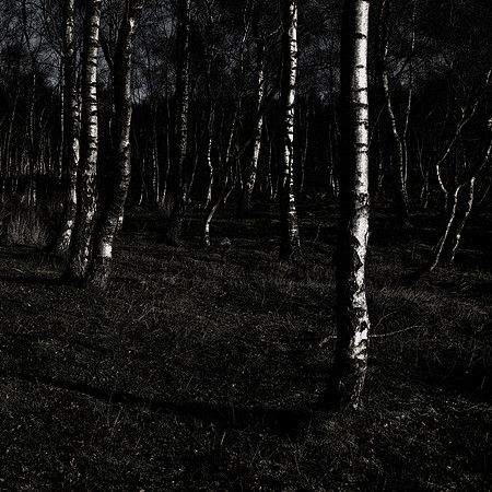 Birch GloomFest III