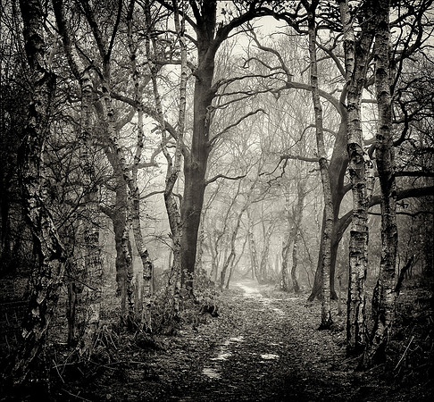 Edwinstowe Woods, Sherwood Forest, Nottinghamshire