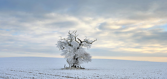 The frozen field tree