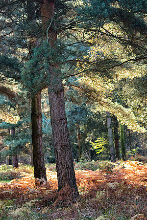 Scenic Sherwood Pines forest in Nottinghamshire England. Vibrant autumn pathways of tall pine trees with beautiful autumn colours and sunlight through the trunk and leaves