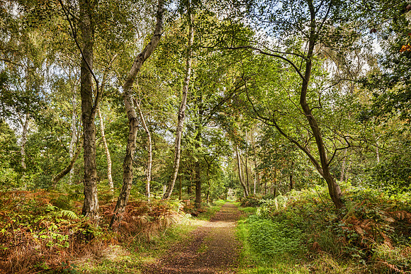 Sherwood Forest Footpath