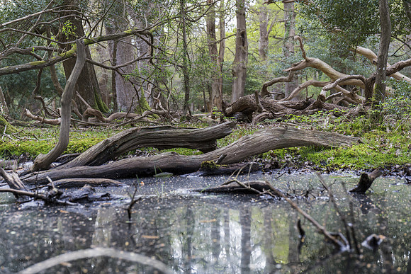 green forest with a puddle in which the trees are reflected in sherwood forest