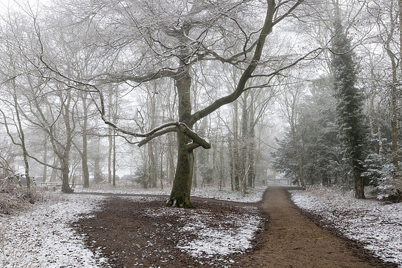 snowy woodland in Sherwood Forest, Nottinghamshire, England