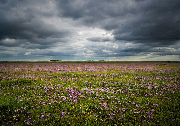 Sea Lavender