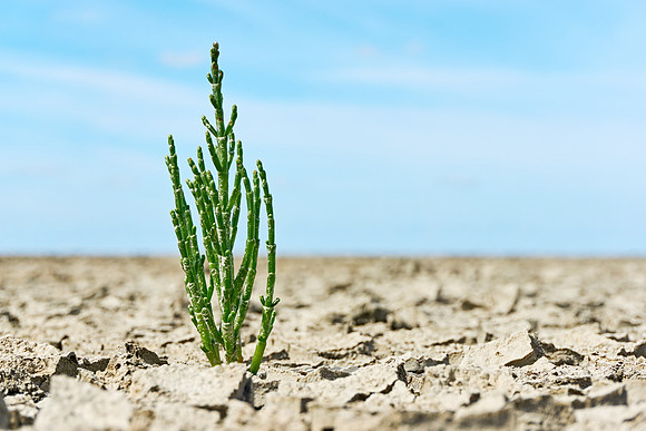 A single samphire or salicornia plant in cracked tan coloured clay at the seashore of the Wadden Sea The Netherlands at low tide under a blue sky from a low perspective