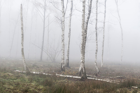 Silver birch trees in the fog