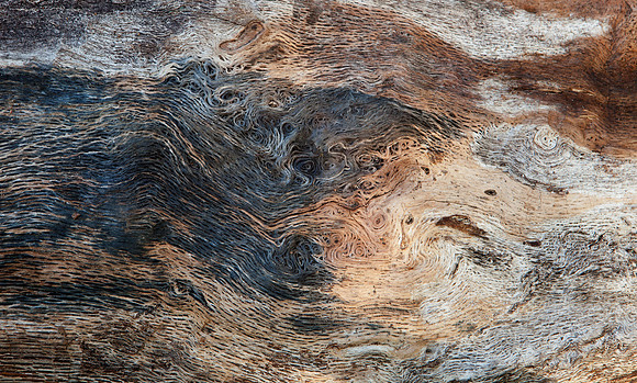 Close up of a dead tree