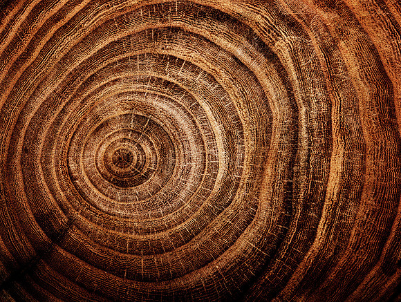 stump of oak tree felled - section of the trunk with annual rings