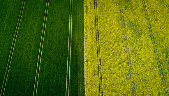 The Green Fields Of Forever Land XII