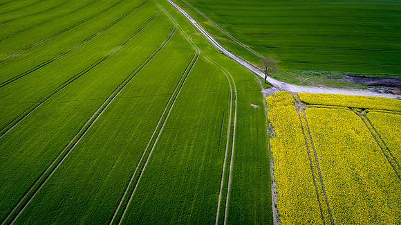 The Green Fields Of Forever Land XV