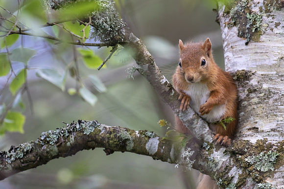 Red Squirrel, Sciurus vulgaris, close up character portrait amongst grass, rocks and birch branch on a sunny day within Scotland during June.