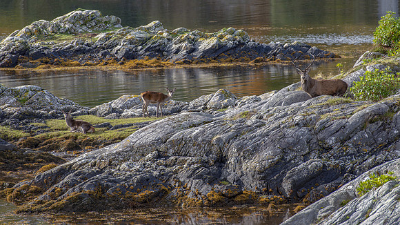 Stag and deer on Ardnamurchan rocky coastline