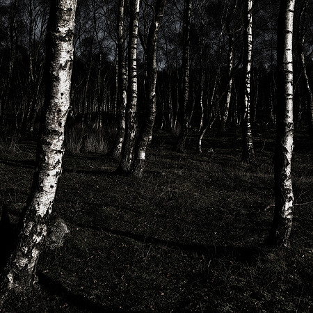 Birch GloomFest I
