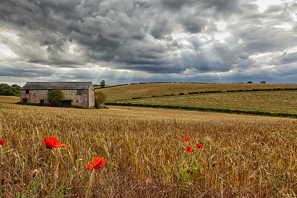 The Farm