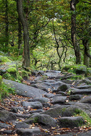 Woodland Path