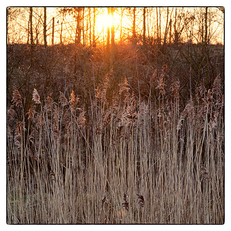 Warm Grasses