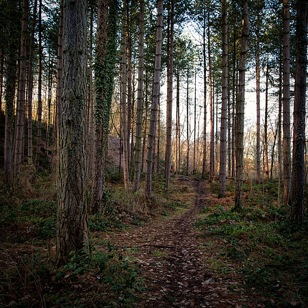 Woodland Walk