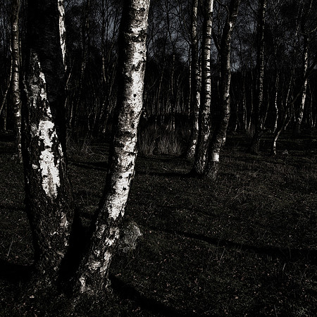 Birch GloomFest II